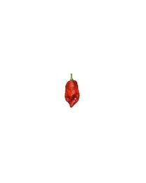 Red Bhutlah SLP - 10 X Pepper Seeds