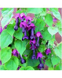 Rhodochiton Atrosanguineus Purple Bells