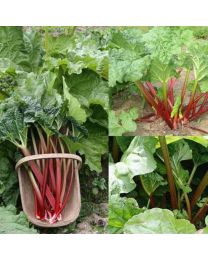 Rhubarb Mixed - 1 Crown Each Timperley, Victoria,Fultons Strawberry Surprise