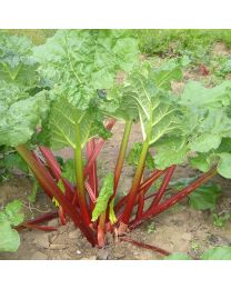 Rhubarb Timperley - Early - 3 Crowns