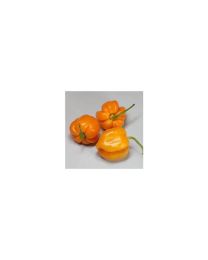 Roatan Pumpkin Habanero - 10 X Pepper Seeds