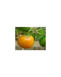 Rocot~A^2 Canario - 10 X Pepper Seeds