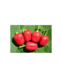 Rocoto Manzano Rojo - 10 X Pepper Seeds