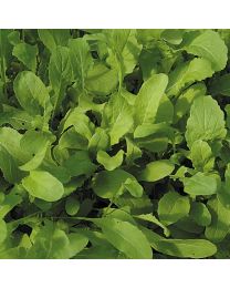 Roquette Rucola (Rocket) ORGANIC SEED