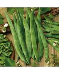 Runner Bean White Lady 12 Plants - MAY DELIVERY