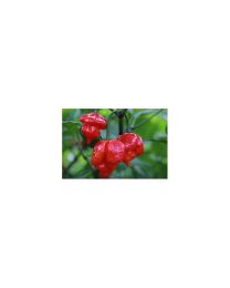 Scotch Bonnet Trindad Red - 10 X Pepper Seeds