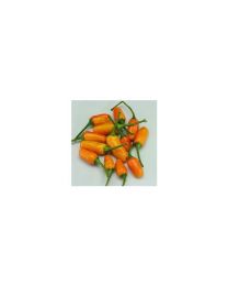 Short Yellow Tabasco - 10 X Pepper Seeds