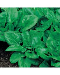 Spinach Matador (RHS Award Of Garden Merit)