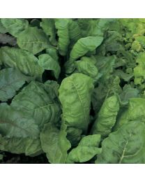 Spinach Perpetual - 12 Plants - MAY DELIVERY
