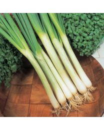 Spring Onion White Lisbon 24 Plugs - JULY DELIVERY
