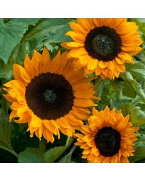 Sunflower Annuus Copper Queen F1