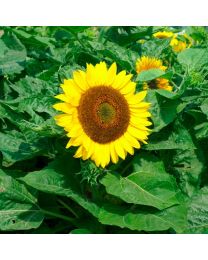 Sunflower Bambino