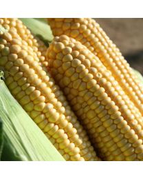 Sweet Corn Earlibird - 6 Plants - JUNE DELIVERY