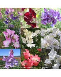 Sweet Pea Kings Chelsea Scented Collection