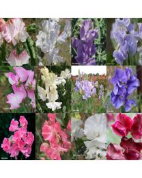 Sweet Pea Kings Exhibitors Collection