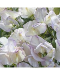 Sweet Pea Kings High Scent
