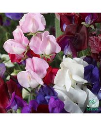 Sweet Pea Old Spice Mix