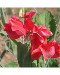 Sweet Pea Red Ace