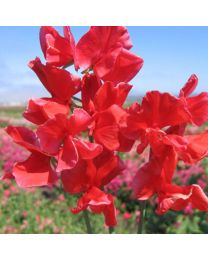 Sweet Pea Spencer Red Ensign
