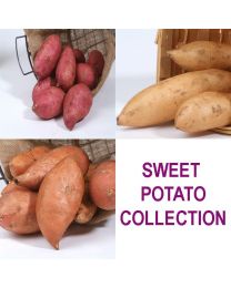 Sweet Potato Collection - 1 Of Each Beauregard,Bonita & Muraski - MAY DELIVERY