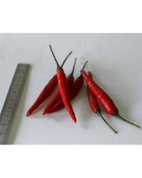 Thai Dragon - 10 X Pepper Seeds