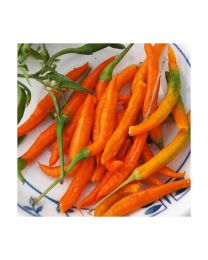 Thai Orange - 10 X Pepper Seeds