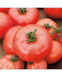 Tomato Beefmaster F1 3 Plants - MAY DELIVERY
