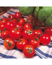 Tomato Gardeners Delight 3 Plants - MAY DELIVERY