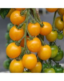 Tomato Golden Crown