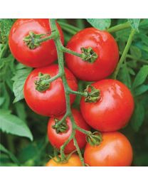 Tomato Mountain Magic F1 3 Plants - MAY DELIVERY