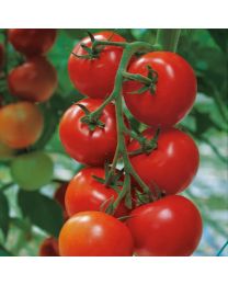Tomato Shirley F1 3 Plants - MAY DELIVERY