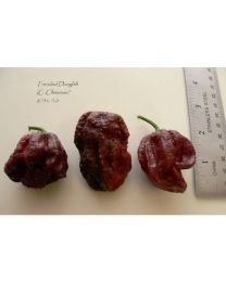 Trinidad Douglah - 10 X Pepper Seeds