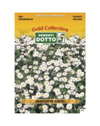White Daisy (Bellis Perennis) - Gold Seeds By Sementi Dotto
