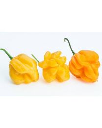 Yellow Scotch Bonnet - 10 X Pepper Seeds